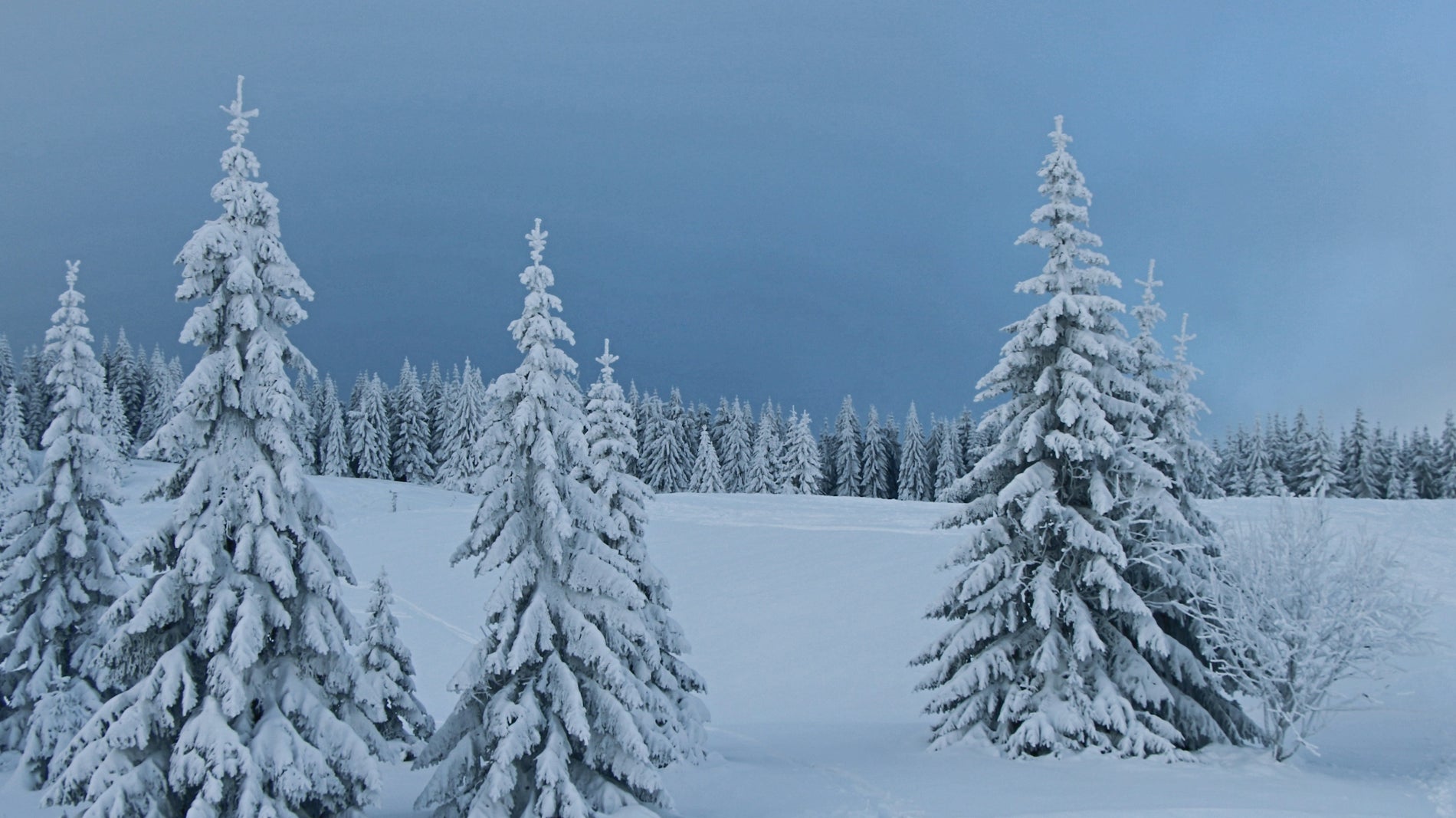a group of snow covered trees in a snowy field