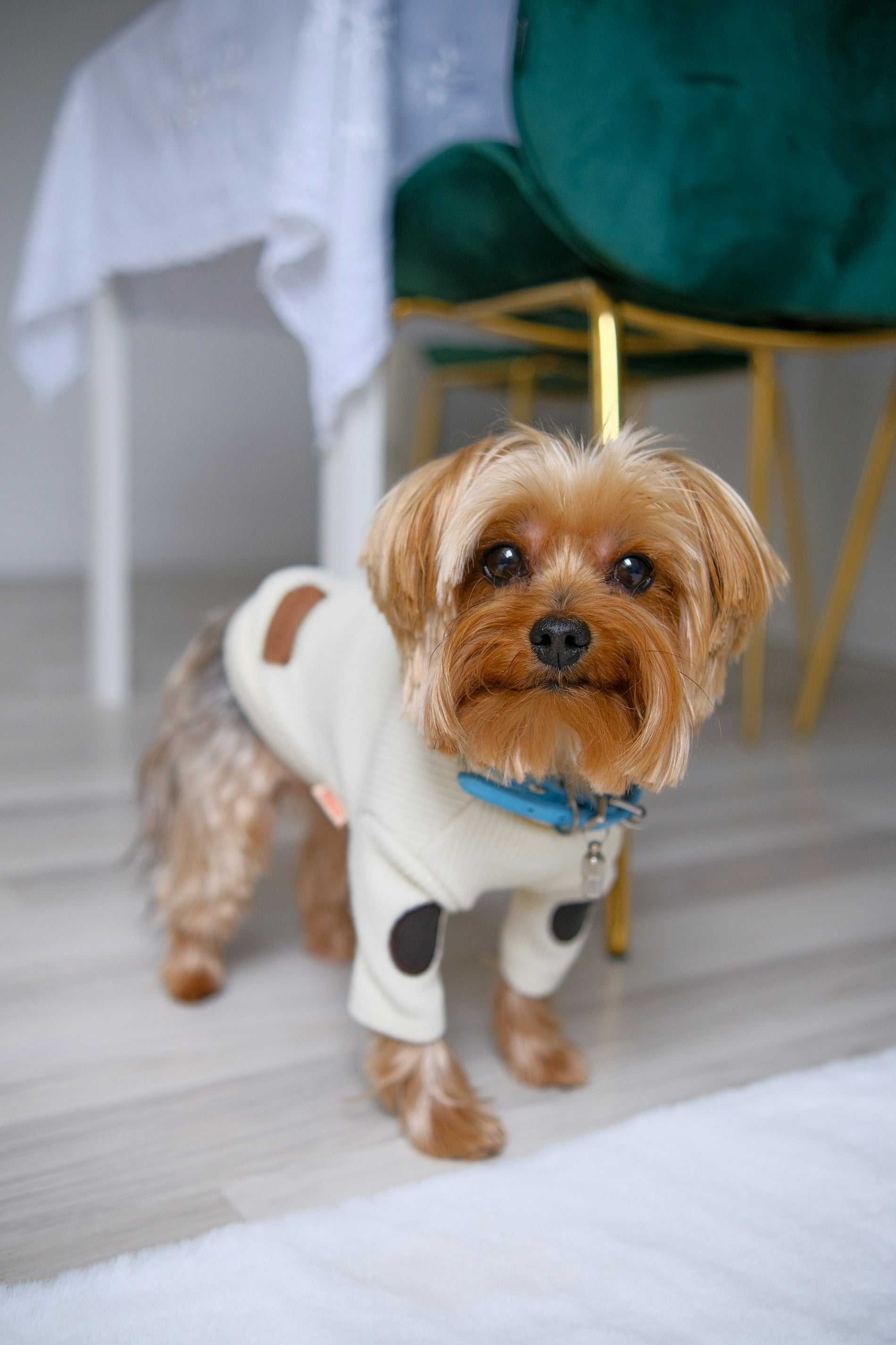 a dog wearing a garment